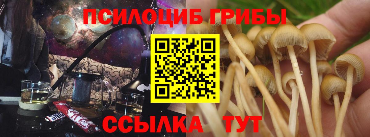 Галлюциногенные грибы Psilocybe  Вход с VPN  Тихорецк 